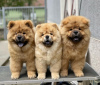 Photo №1. non-pedigree dogs - for sale in the city of Berlin | negotiated | Announcement № 68986