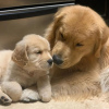 Photo №1. golden retriever - for sale in the city of Вилкавишкис | 300$ | Announcement № 40974