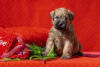 Photo №2 to announcement № 9907 for the sale of soft-coated wheaten terrier - buy in Russian Federation from nursery