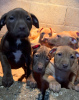 Photo №2 to announcement № 127396 for the sale of american pit bull terrier - buy in Bosnia and Herzegovina breeder