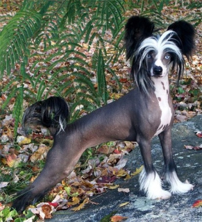 Photo №1. Mating service - breed: chinese crested dog. Price - 70$
