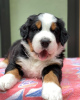 Photo №3. Gorgeous Bernese Mountain Puppies for sale. Germany