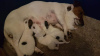 Photo №3. Beautifu Jack Russell puppies,. Ireland