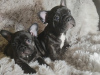 Photo №2 to announcement № 98234 for the sale of french bulldog - buy in Germany private announcement