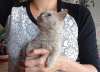 Additional photos: The British Shorthair Kittens