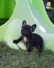 Photo №4. I will sell french bulldog in the city of Cologne. private announcement - price - 350$