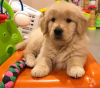 Additional photos: !! **Golden Retriever Puppies for sale**