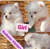 Photo №1. pomeranian - for sale in the city of Kharkov | 1074$ | Announcement № 8229