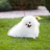 Photo №4. I will sell pomeranian in the city of Würzburg. private announcement - price - 402$