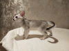 Photo №2 to announcement № 41776 for the sale of abyssinian cat - buy in Russian Federation private announcement