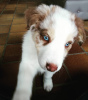 Photo №1. border collie - for sale in the city of Stockholm | 317$ | Announcement № 78830