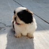 Photo №3. Adorable Male And Female Shih Tzu Puppies. United States