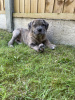 Photo №2 to announcement № 48761 for the sale of english mastiff - buy in Sweden breeder