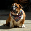 Photo №2 to announcement № 99084 for the sale of english bulldog - buy in Serbia breeder