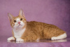 Photo №3. Garik is a cat without a tail, affectionate, smart, looking for a home.. Russian Federation