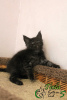 Photo №2 to announcement № 8722 for the sale of maine coon - buy in Russian Federation private announcement, from nursery, breeder
