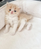 Photo №4. I will sell persian cat in the city of Indian Rocks Beach.  - price - 400$