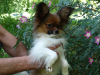 Photo №3. Papillon puppy boy - Marie Ross Julian. Russian Federation