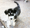 Photo №2 to announcement № 72013 for the sale of siberian husky - buy in Finland private announcement, breeder