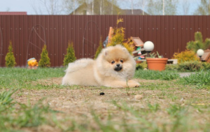 Photo №1. pomeranian - for sale in the city of Minsk | 800$ | Announcement № 6476
