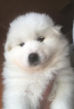 Additional photos: Samoyed puppies
