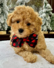 Photo №1. labradoodle - for sale in the city of Derby | 310$ | Announcement № 123223