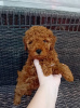 Photo №4. I will sell poodle (toy) in the city of Zrenjanin. breeder - price - 740$