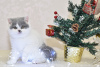 Photo №4. I will sell british shorthair in the city of Riga. from nursery, breeder - price - 1268$