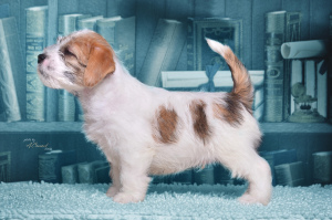 Photo №4. I will sell  in the city of Murmansk. from nursery, breeder - price - negotiated