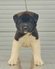 Photo №3. American Akita, puppies. Serbia