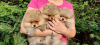 Photo №1. pomeranian - for sale in the city of Banja Luka | negotiated | Announcement № 55796
