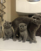 Photo №1. scottish fold - for sale in the city of Братислава | 264$ | Announcement № 117062