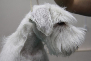 Photo №3. Promising puppy miniature schnauzer (boy) white color is for sale.. Russian Federation