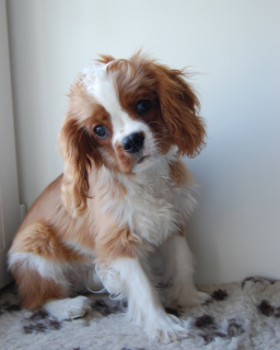 Photo №1. cavalier king charles spaniel - for sale in the city of Москва | 1$ | Announcement № 2348
