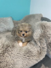 Photo №2 to announcement № 103344 for the sale of pomeranian - buy in United States private announcement