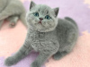 Photo №1. british shorthair - for sale in the city of Штутгарт | 420$ | Announcement № 89816