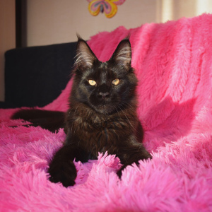 Additional photos: Maine Coon Black Solid Apollon