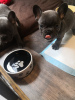 Photo №1. french bulldog - for sale in the city of St. Petersburg | Is free | Announcement № 8475