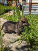 Additional photos: Gorgeous Pekingese puppies