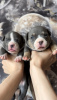 Photo №4. I will sell american bully in the city of New York. from nursery - price - 4556$