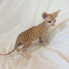 Photo №3. Peterbald cattery! There are kittens! Ask!. Russian Federation
