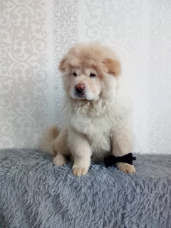 Additional photos: cream chow