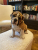 Photo №2 to announcement № 108330 for the sale of english bulldog - buy in Serbia 