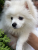 Photo №2 to announcement № 79276 for the sale of pomeranian - buy in Bulgaria private announcement