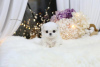 Additional photos: Maltese , 1 months old