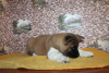 Photo №2 to announcement № 8138 for the sale of american akita - buy in Russian Federation breeder