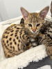 Photo №1. savannah cat - for sale in the city of Yeroskipou | Is free | Announcement № 121138