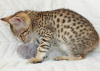 Additional photos: savannah kittens F5 LOOF