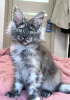 Photo №1. maine coon - for sale in the city of St. Petersburg | 521$ | Announcement № 36936