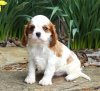 Photo №1. cavalier king charles spaniel - for sale in the city of Штутгарт | Is free | Announcement № 123920